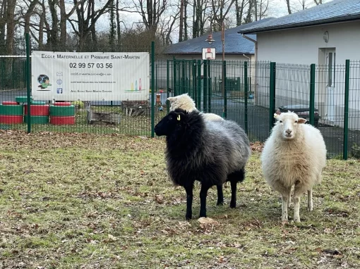 Eco pâturage à l’école